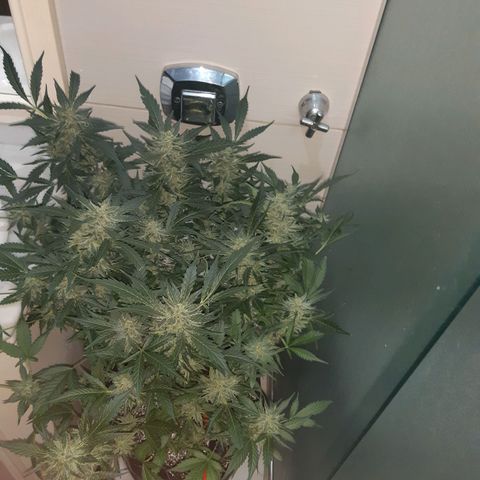 AutoColorado Cookies growlog timeline photo