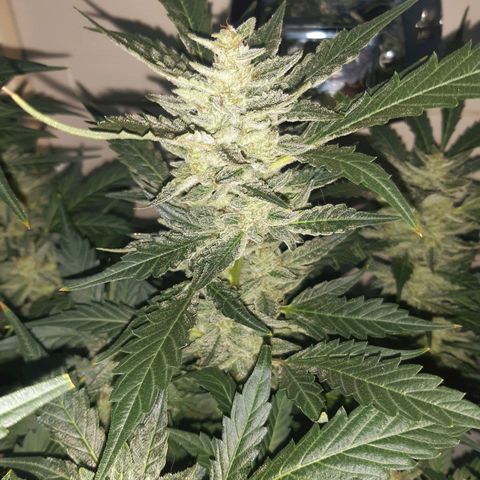 AutoColorado Cookies growlog timeline photo