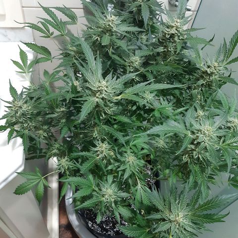 AutoColorado Cookies growlog timeline photo