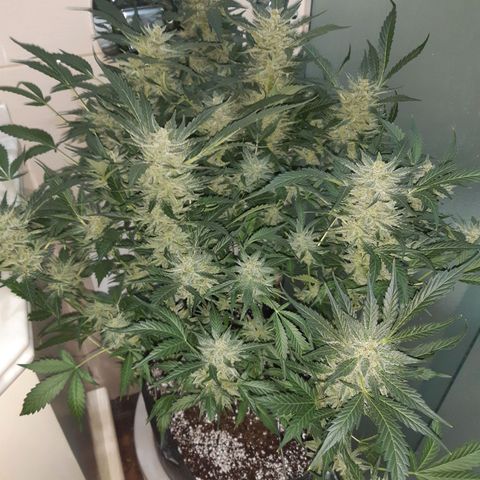 AutoColorado Cookies growlog timeline photo
