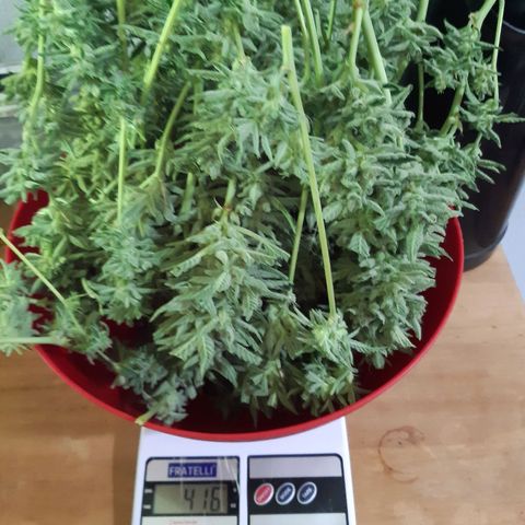 AutoColorado Cookies growlog timeline photo