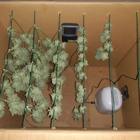 AutoColorado Cookies growlog timeline photo