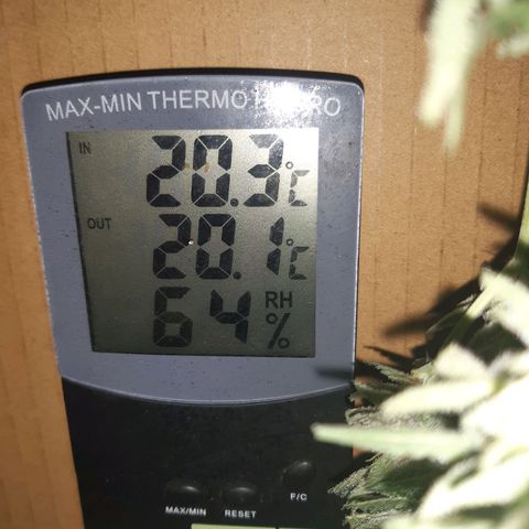 AutoColorado Cookies growlog timeline photo