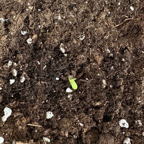 Encarna growlog timeline photo