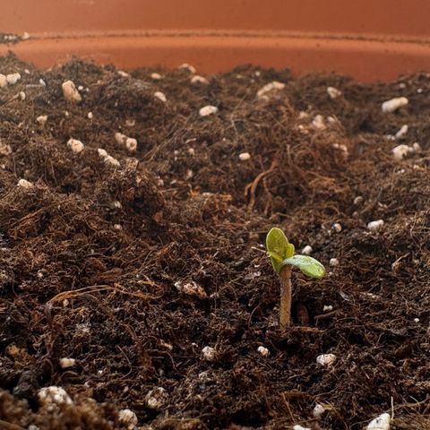Encarna growlog timeline photo