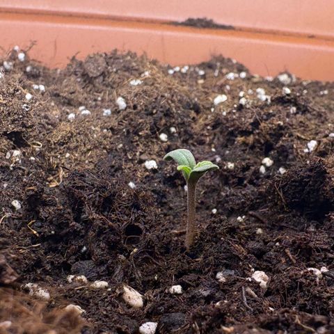 Encarna growlog timeline photo