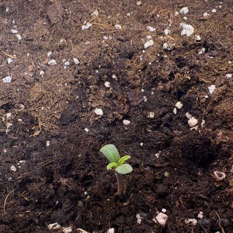 Encarna growlog timeline photo