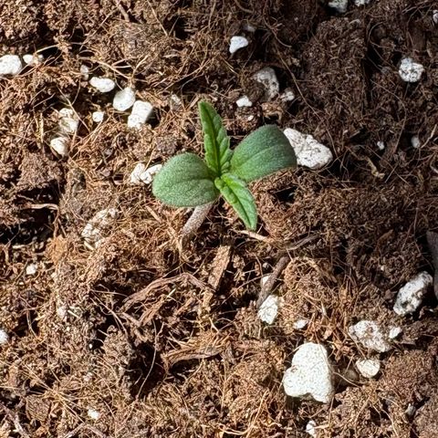 Encarna growlog timeline photo