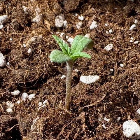 Encarna growlog timeline photo