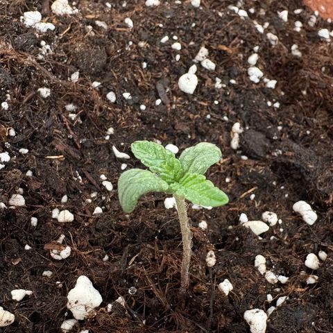 Encarna growlog timeline photo