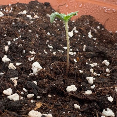 Encarna growlog timeline photo