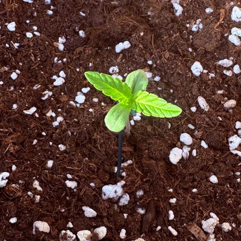 Encarna growlog timeline photo