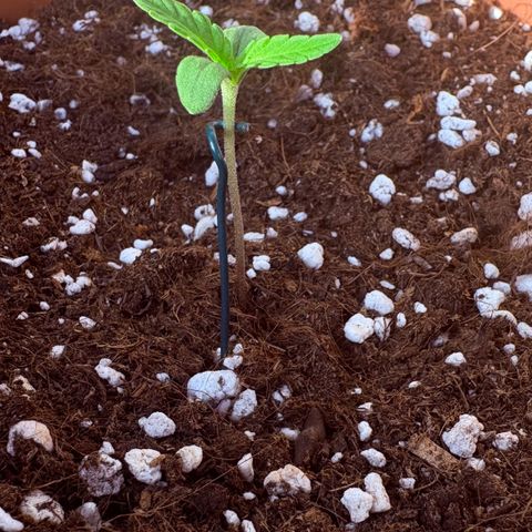 Encarna growlog timeline photo