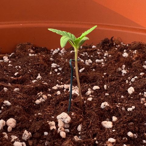 Encarna growlog timeline photo
