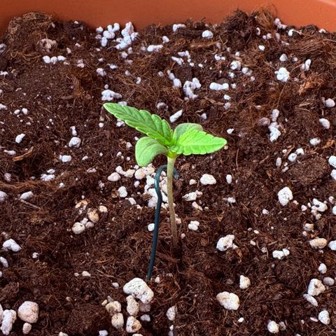 Encarna growlog timeline photo