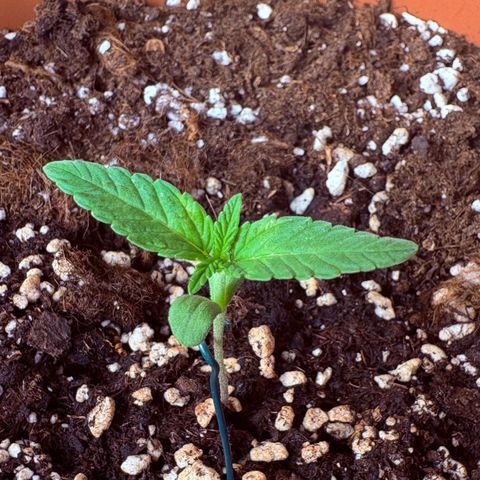 Encarna growlog timeline photo