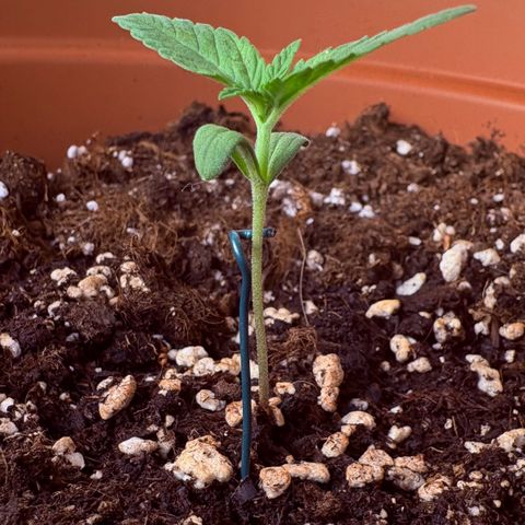 Encarna growlog timeline photo