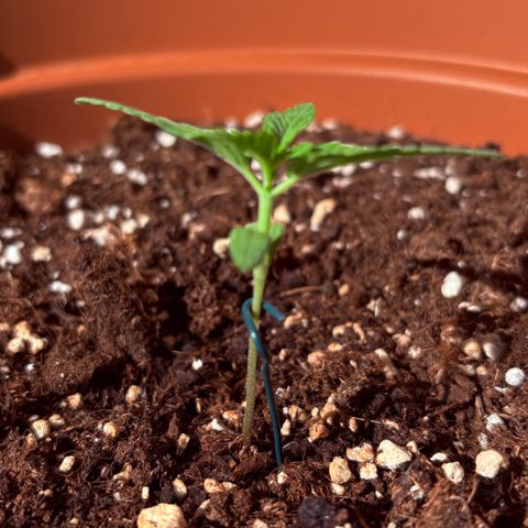Encarna growlog timeline photo