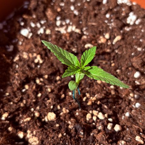 Encarna growlog timeline photo