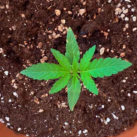 Encarna growlog timeline photo
