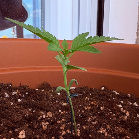 Encarna growlog timeline photo