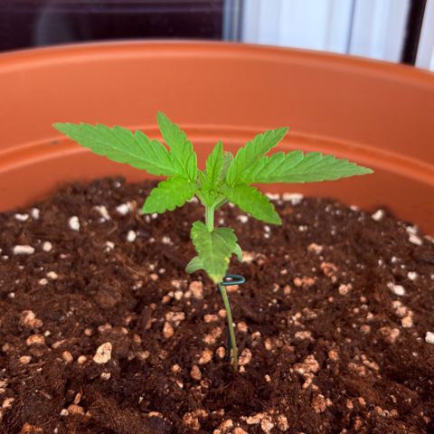 Encarna growlog timeline photo