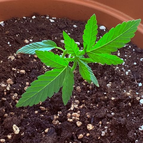 Encarna growlog timeline photo