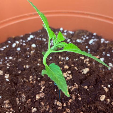 Encarna growlog timeline photo