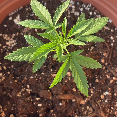 Encarna growlog timeline photo