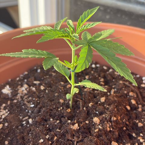 Encarna growlog timeline photo
