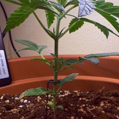 Encarna growlog timeline photo