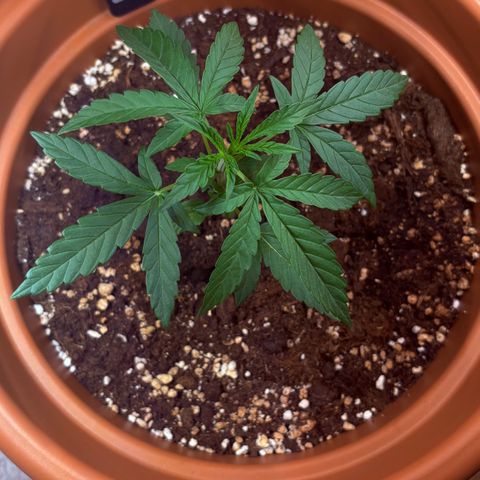 Encarna growlog timeline photo