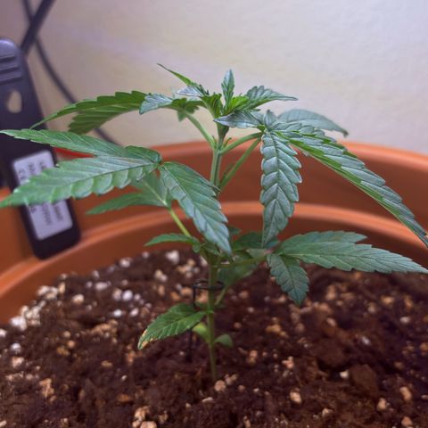 Encarna growlog timeline photo
