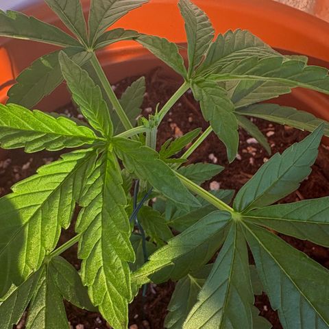 Encarna growlog timeline photo