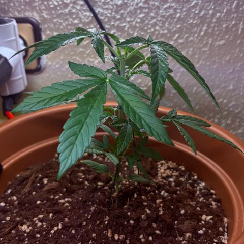 Encarna growlog timeline photo