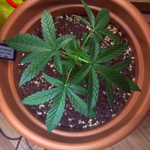 Encarna growlog timeline photo