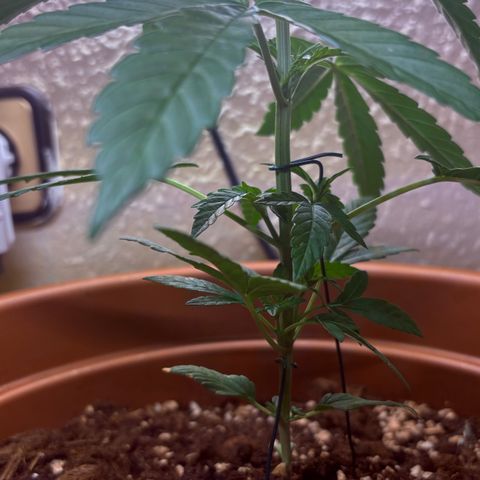 Encarna growlog timeline photo