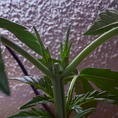 Encarna growlog timeline photo