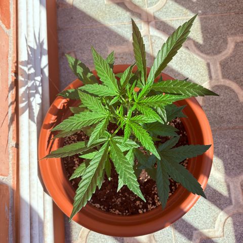 Encarna growlog timeline photo