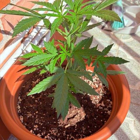 Encarna growlog timeline photo