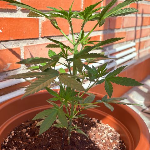Encarna growlog timeline photo