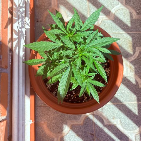 Encarna growlog timeline photo