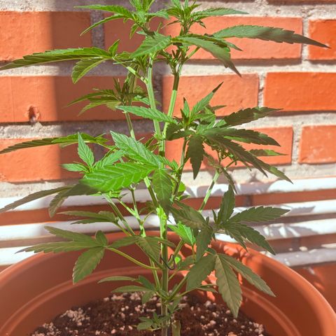 Encarna growlog timeline photo