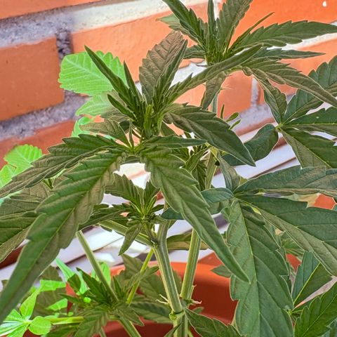 Encarna growlog timeline photo
