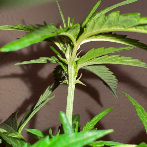 Encarna growlog timeline photo