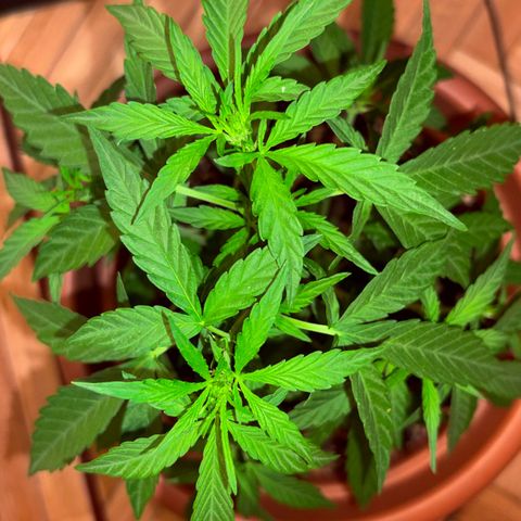 Encarna growlog timeline photo