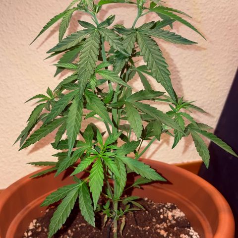 Encarna growlog timeline photo