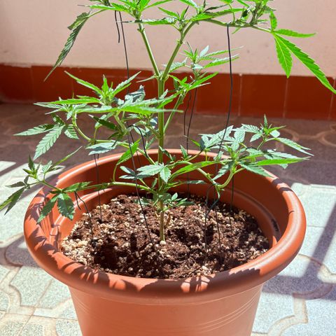 Encarna growlog timeline photo