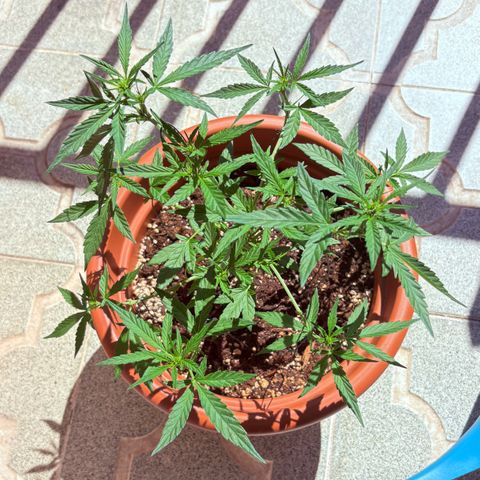 Encarna growlog timeline photo