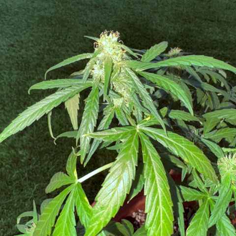 Encarna growlog timeline photo